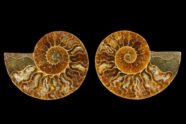 Agatized Ammonite Fossil - Madagascar #145994